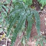 Adiantum hispidulum ഇല