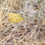 Cylindropuntia whipplei Vaisius