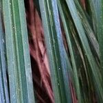 Carex dispalata পাতা