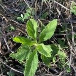 Artemisia suksdorfii Leaf