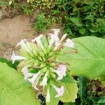 Nicotiana tabacum Floro