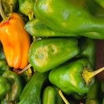 Capsicum annuum 果実