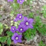 Legousia speculum-veneris 花