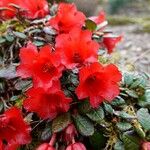 Rhododendron forrestii Virág
