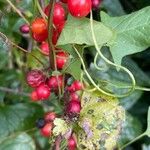 Dioscorea communis Blad