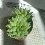 Haworthia mirabilis Yaprak