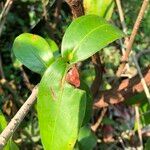 Medinilla crassifolia Folha