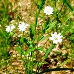 Stellaria graminea आदत