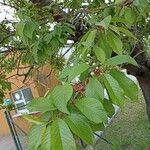 Prunus cerasus 葉