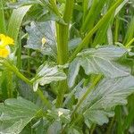 Barbarea vulgaris Leaf