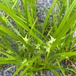 Carex grayi Leaf