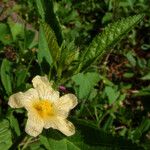 Sida acuta Habitus