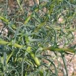 Salsola soda Otro