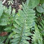 Polystichum polyblepharon Lehti