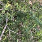 Juniperus oxycedrus Leaf