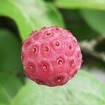 Cornus kousa Frucht