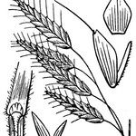 Bromus squarrosus Other