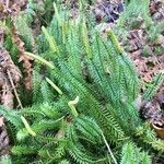 Lycopodium annotinum Foglia