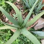 Aloe lutescens Folla