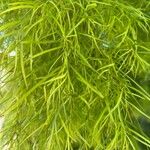 Acacia cognata Fuelha