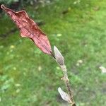 Salix discolor Blatt