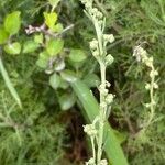 Artemisia alba പുഷ്പം