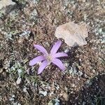 Colchicum filifolium Maua