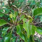 Hymenodictyon glabrum Hoja