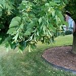 Tilia americana Хабит