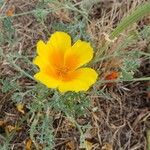 Eschscholzia californicaЦветок