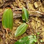 Potamogeton polygonifolius Leaf