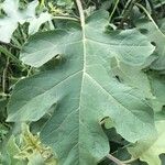 Solanum robustum Leaf