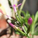 Centaurium pulchellum Flor