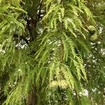 Taxodium distichum Fulla