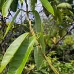 Odontadenia nitida Frunză