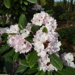 Rhododendron uvariifolium Flor