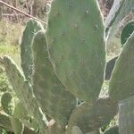 Opuntia elatior Leaf