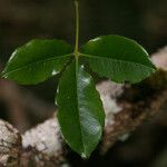 Zanthoxylum asiaticum पत्ता