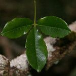 Zanthoxylum asiaticum Hostoa