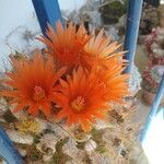 Parodia horstii Flower