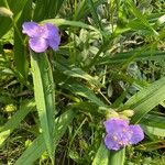 Tradescantia gigantea 花