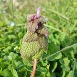 Lamium hybridum Leaf