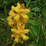 Orobanche flava Schors