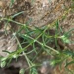 Spergularia rubra Blatt