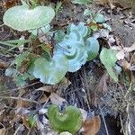 Adiantum reniforme Habitat