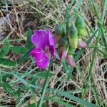 Lathyrus latifoliusBlüte