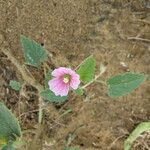 Monsonia senegalensis Blomst