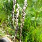 Gaudinia fragilis Fruit