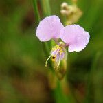 Commelina fluviatilis Flor