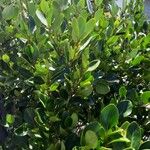 Ficus rubiginosa Lehti